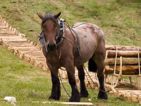 Log Skidding Tips and Hints